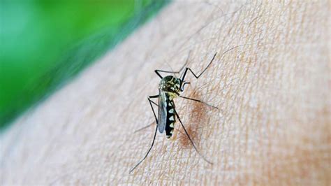 Sivrisinek ten korunma yolları